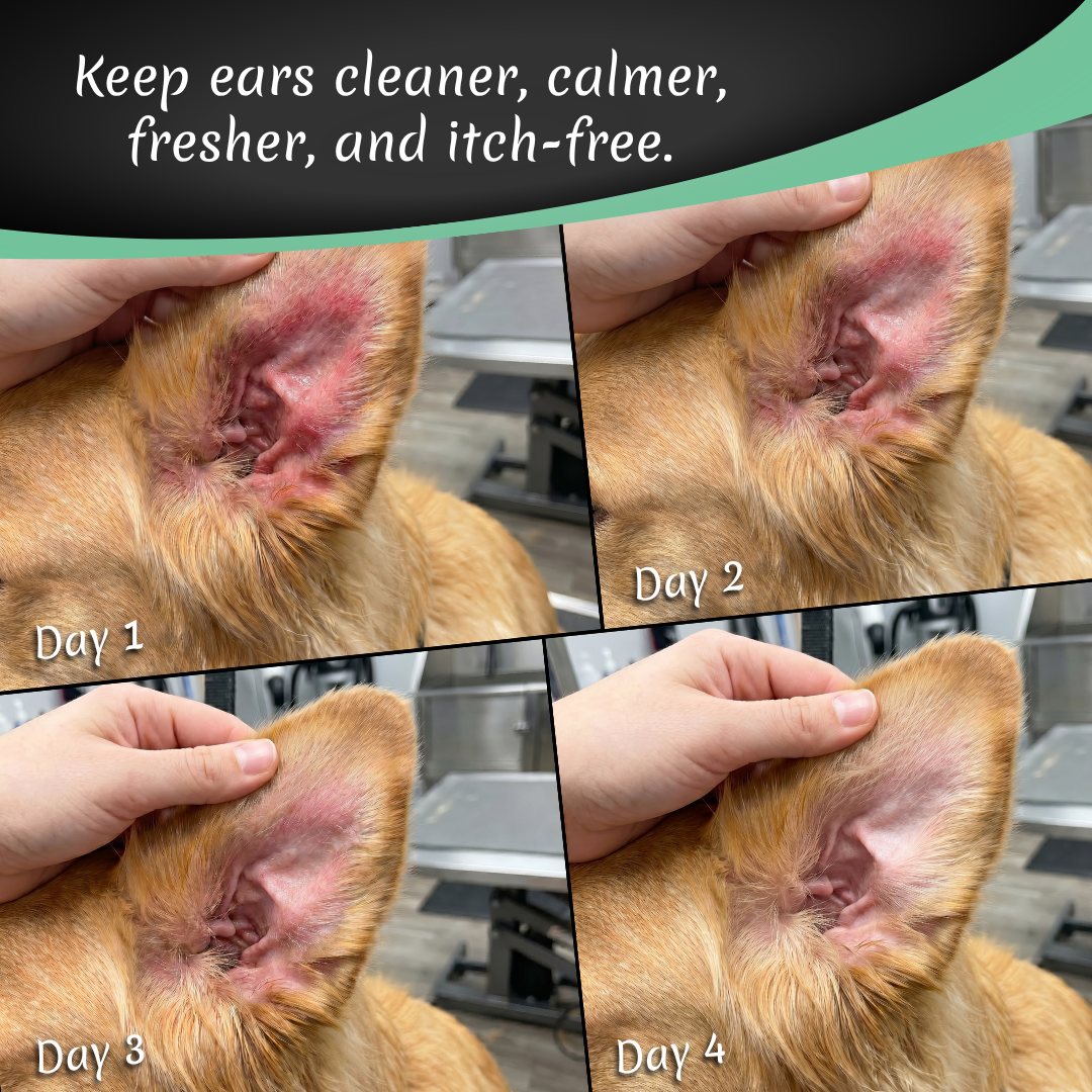 Best Dog Ear Cleaner for smelly dog ears by Dog Fashion Spa